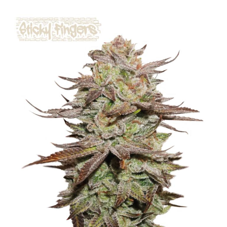 “Sticky Fingers Autoflower by Seedstockers — chunky, frosty white buds covered in resin; aroma of sweet mint cookie and pine that matches breeder’s sweet-mint profile.”