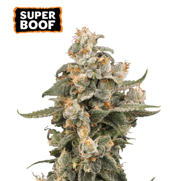 “Super Boof Autoflower by Seedstockers — compact plant with dense, trichome-frosted colas, bright orange pistils and deep berry hues; aroma of candy citrus, sweet berry and light cookie funk with a subtle gassy edge.”