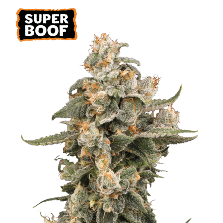“Super Boof Autoflower by Seedstockers — compact plant with dense, trichome-frosted colas, bright orange pistils and deep berry hues; aroma of candy citrus, sweet berry and light cookie funk with a subtle gassy edge.”