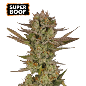 “Super Boof by Seedstockers — chunky, resinous buds with candy-fruit and citrus perfume over a gassy, diesel backbone; modern cookies-style structure and heavy trichome coating.”