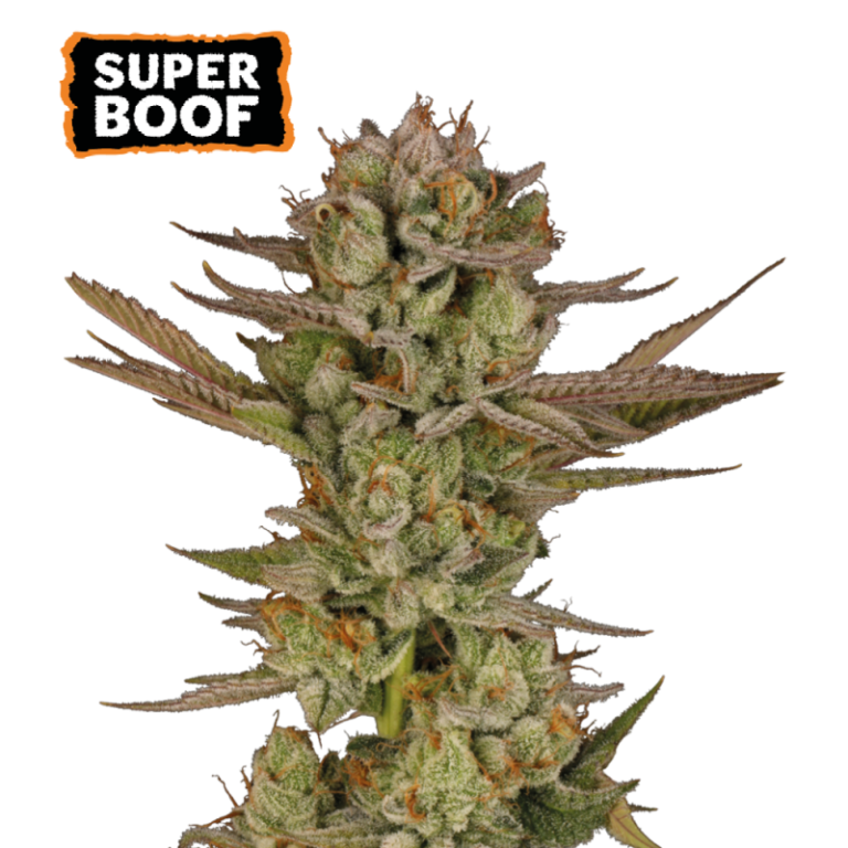 “Super Boof by Seedstockers — chunky, resinous buds with candy-fruit and citrus perfume over a gassy, diesel backbone; modern cookies-style structure and heavy trichome coating.”