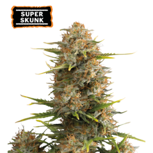 Compact and resin-drenched Super-Skunk-Autoflower buds by Seedstockers, glistening under grow lights with a dense, earthy-green structure and hints of pungent hash aroma in every frosty trichome.