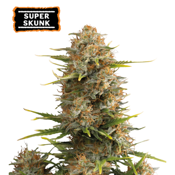 Compact and resin-drenched Super-Skunk-Autoflower buds by Seedstockers, glistening under grow lights with a dense, earthy-green structure and hints of pungent hash aroma in every frosty trichome.