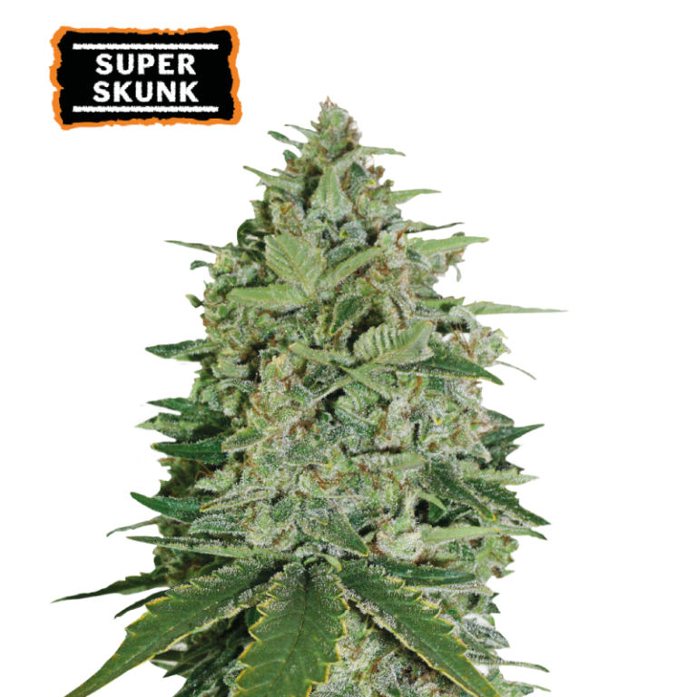 “Super Skunk by Seedstockers — compact bushy plant with dense buds; strong skunk/fuel aroma with earthy-spicy undertones and sticky resin.”