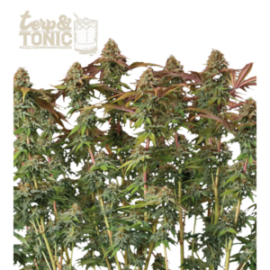 “Terp & Tonic Autoflower by Seedstockers with dense, frost-laden lime-green buds and fiery orange pistils; shimmering resin highlights a citrus-pine, lightly gassy bouquet true to the official flavor notes.”