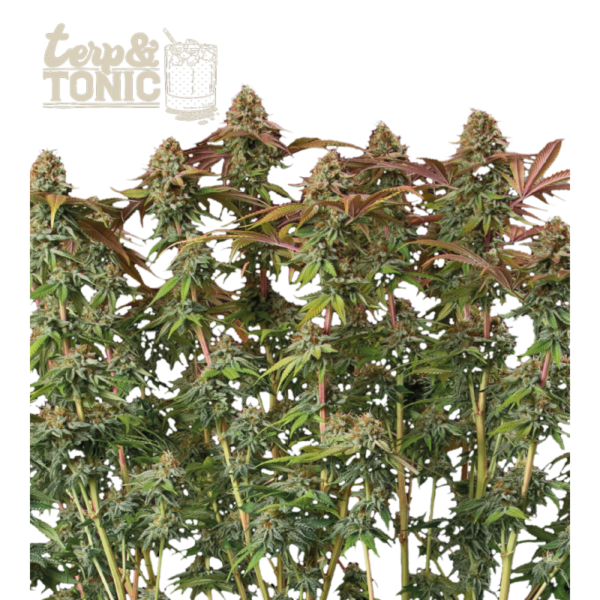 “Terp & Tonic Autoflower by Seedstockers with dense, frost-laden lime-green buds and fiery orange pistils; shimmering resin highlights a citrus-pine, lightly gassy bouquet true to the official flavor notes.”
