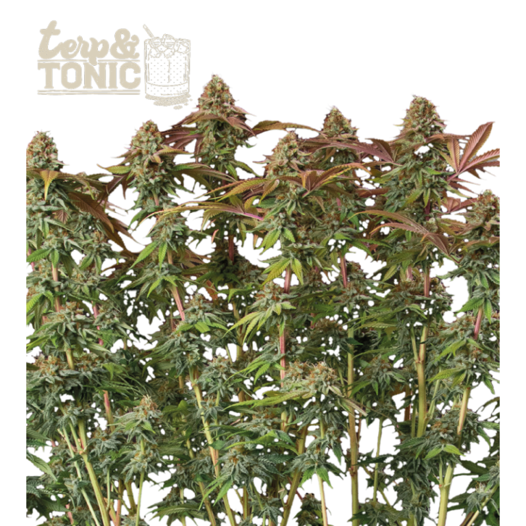 “Terp & Tonic Autoflower by Seedstockers with dense, frost-laden lime-green buds and fiery orange pistils; shimmering resin highlights a citrus-pine, lightly gassy bouquet true to the official flavor notes.”
