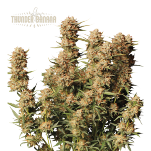 “Thunder Banana Autoflower by Seedstockers with dense, banana-yellow pistils and thick resin coat; aroma exudes creamy banana candy and tropical sweetness per official terpene details.”