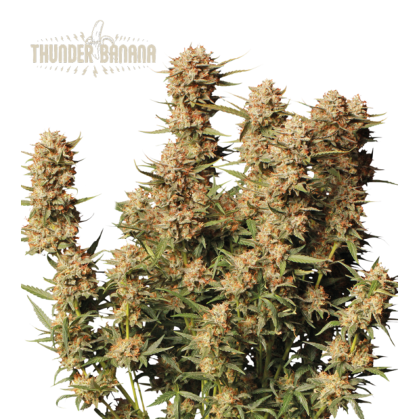 “Thunder Banana Autoflower by Seedstockers with dense, banana-yellow pistils and thick resin coat; aroma exudes creamy banana candy and tropical sweetness per official terpene details.”