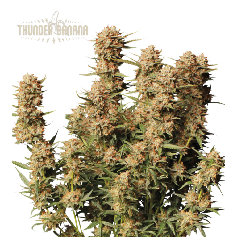 “Thunder Banana Autoflower by Seedstockers with dense, banana-yellow pistils and thick resin coat; aroma exudes creamy banana candy and tropical sweetness per official terpene details.”