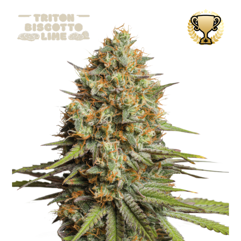 “Triton Biscotto Lime Autoflower by Seedstockers with tight, resin-heavy buds and cookie-cream frosting look; lime-zest citrus, sweet pastry, and a faint cookie-diesel aroma reflected in frosty calyxes and orange hairs.”