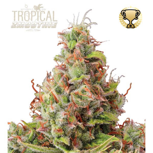 Tropical Zmoothie© Autoflower - Image 1