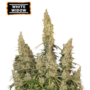 “White Widow Autoflower by Seedstockers — compact, lush plant thickly coated in white resin and dense earthy-green buds; aroma suggests classic earthy, herbal notes consistent with the official flavor profile.”