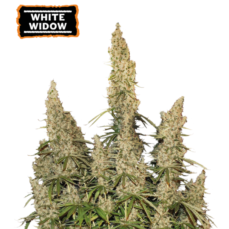 “White Widow Autoflower by Seedstockers — compact, lush plant thickly coated in white resin and dense earthy-green buds; aroma suggests classic earthy, herbal notes consistent with the official flavor profile.”