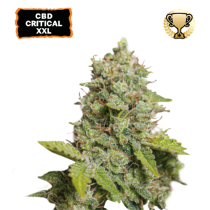 “CBD Critical XXL Autoflower by Seedstockers shown as tall, resin-frosted plants with oversized colas, dense trichomes sparkling under light, and sweet citrus-pine aromas that highlight its candy-like profile.”