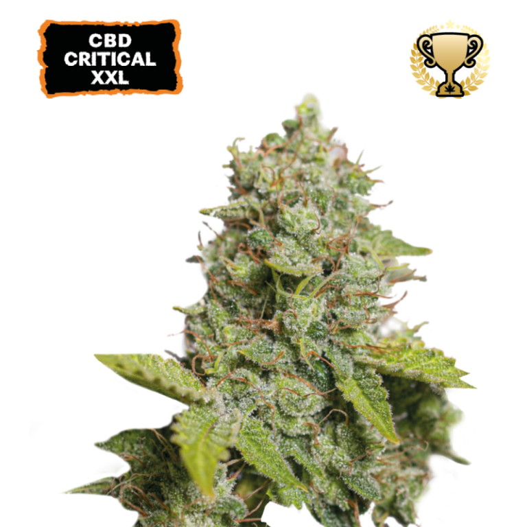 “CBD Critical XXL Autoflower by Seedstockers shown as tall, resin-frosted plants with oversized colas, dense trichomes sparkling under light, and sweet citrus-pine aromas that highlight its candy-like profile.”