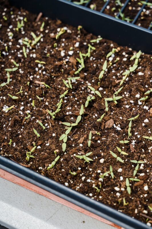 a lot of cannabis seeds going to germinate in a proper bed of soil and nutrients