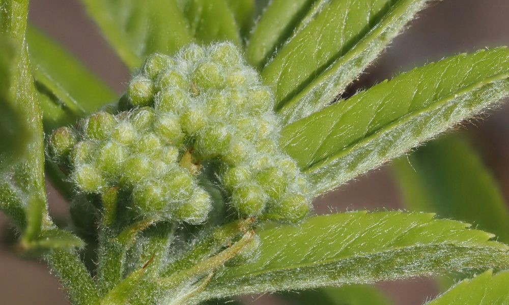 yuri-antonenko-HwJwOkrKupY-unsplash a green Triploid Feminized Cannabis Seeds